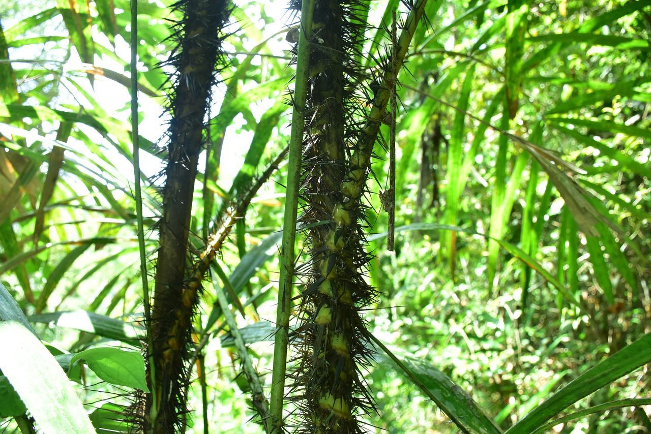 Sinharaja Kurulu Ella Eco Resort Deniyaya Zewnętrze zdjęcie