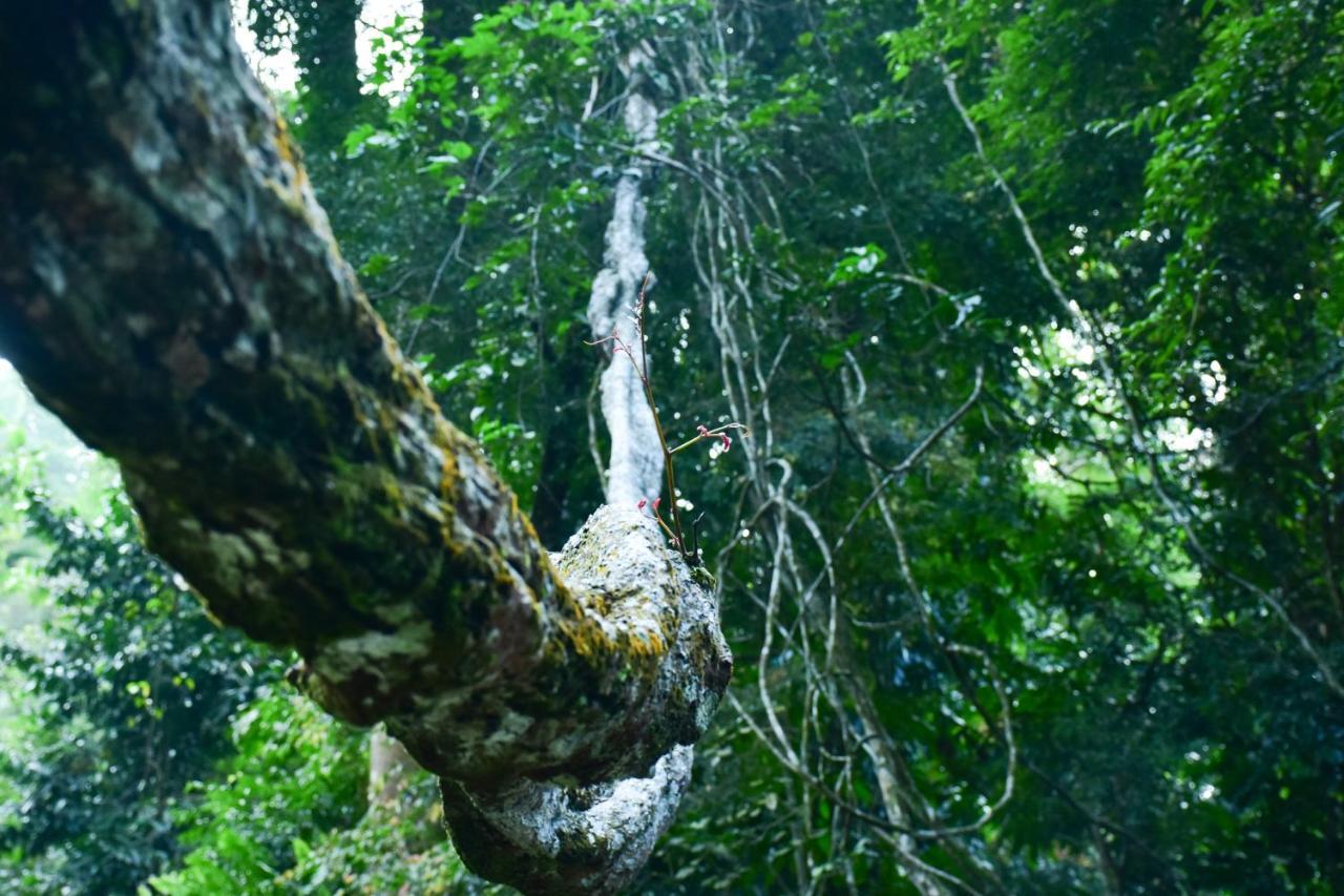 Sinharaja Kurulu Ella Eco Resort Deniyaya Zewnętrze zdjęcie